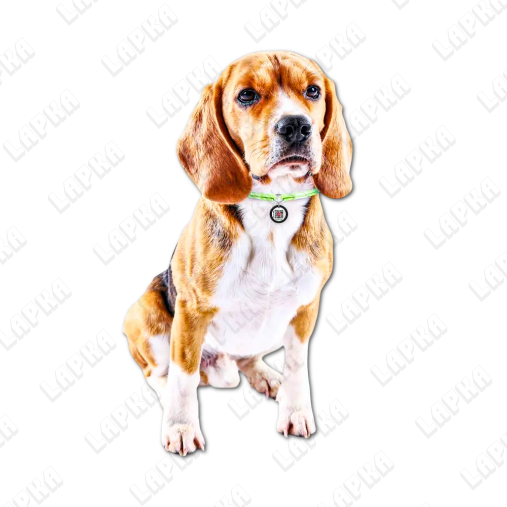 Шнурок WAUDOG Smart ID, розмір М, салатовий 5 Шнурок WAUDOG Smart ID, розмір М, салатовий - Зображення 5