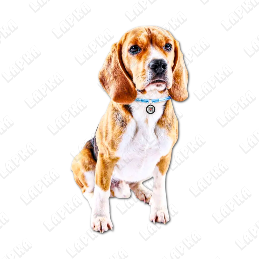 Шнурок WAUDOG Smart ID розмір S, синій 5 Шнурок WAUDOG Smart ID розмір S, синій - Зображення 5