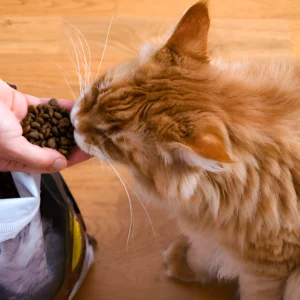 Корма та ласощі