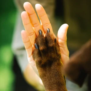 Пелюшки багаторазові