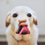 treats-for-animals