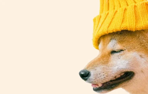 Аксесуари для тварин | Lapka Shop Зоомагазин