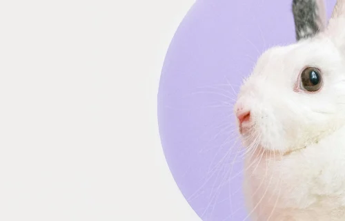 mainpage-banner2-gruming