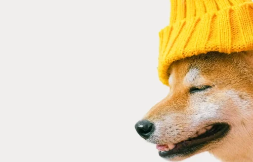 mainpage-banner3-odyag